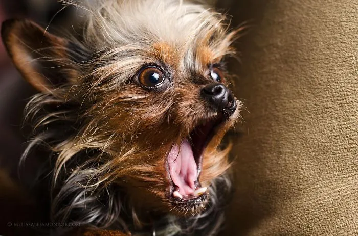 91 Astonished Animals Who Are Freaked Out By What's Happening