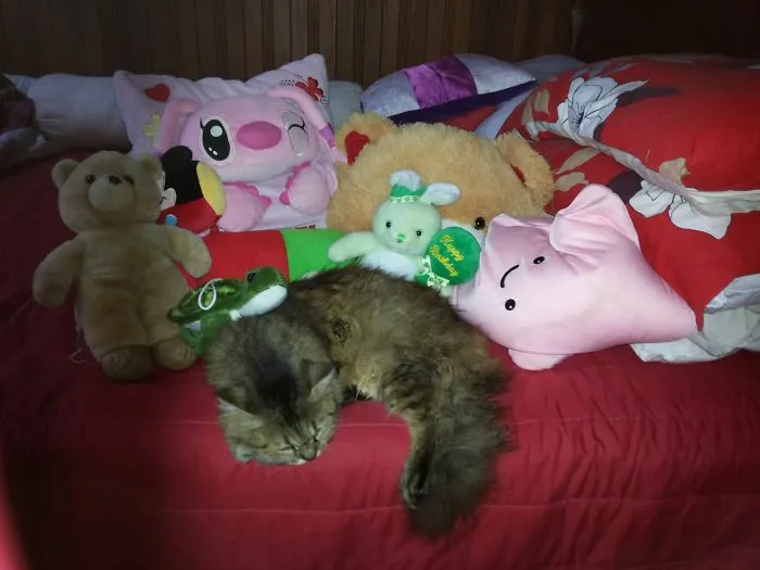 Tribute For Kitty, My Lovely Sister 6/2002-8/2014 :')