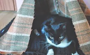 How To Make A Tipi For Any Pet
