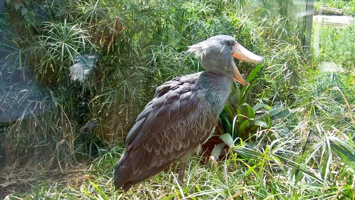 91 Astonished Animals Who Are Freaked Out By What's Happening