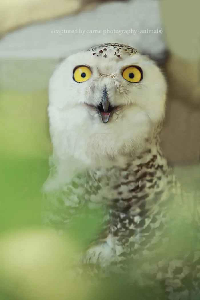 91 Astonished Animals Who Are Freaked Out By What's Happening