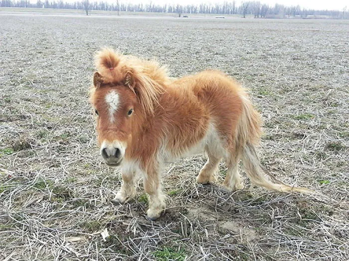 Just A Dwarf Mini Horse