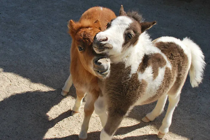 Went To A Mini-horse Farm And Ran Into These Two Foals