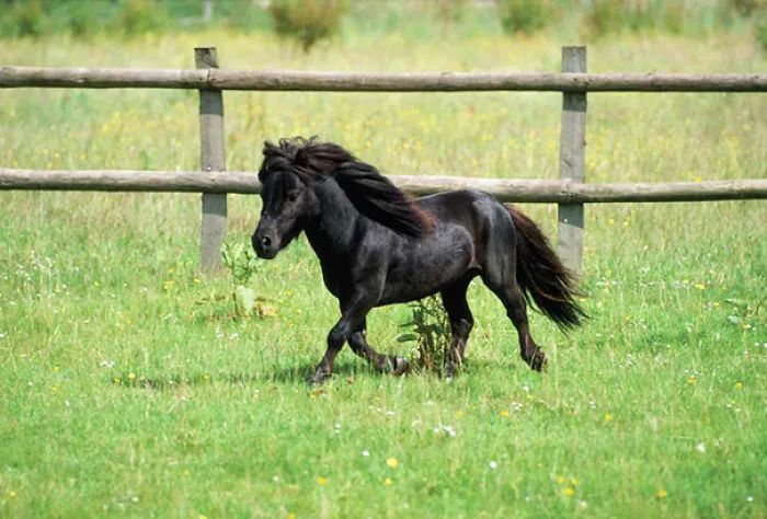 Mini Horse