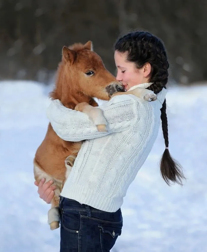 Just A Mini Horse