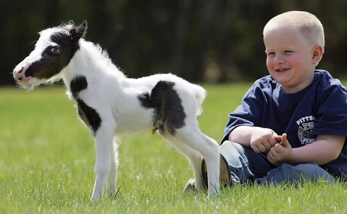 Apparently Mini-mini Horses Are A Thing