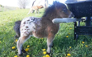 39 Incredibly Cute Mini Horses