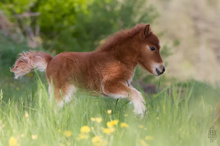 Mini Horse Mimi