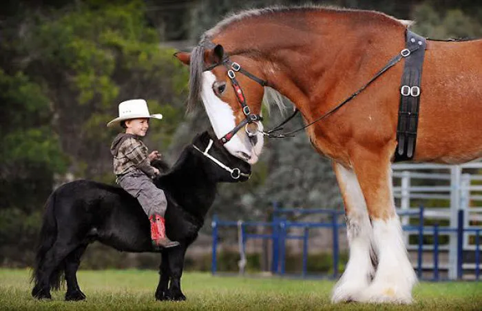 Little And Big Friends