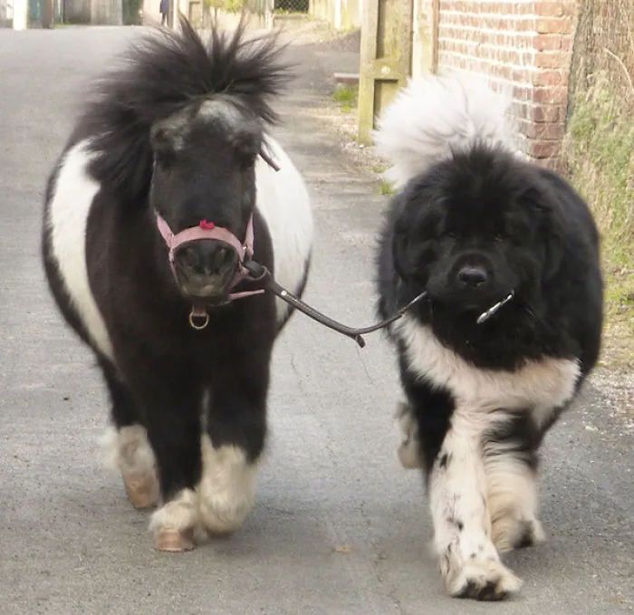 Tiny Horse Or Giant Dog?