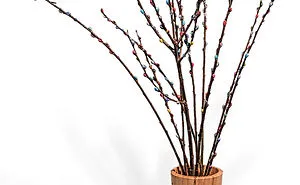 Poly Willows