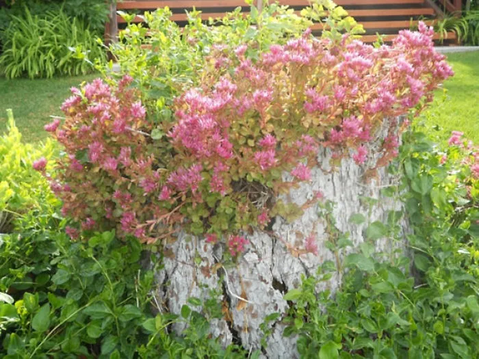 Tree Stump Garden