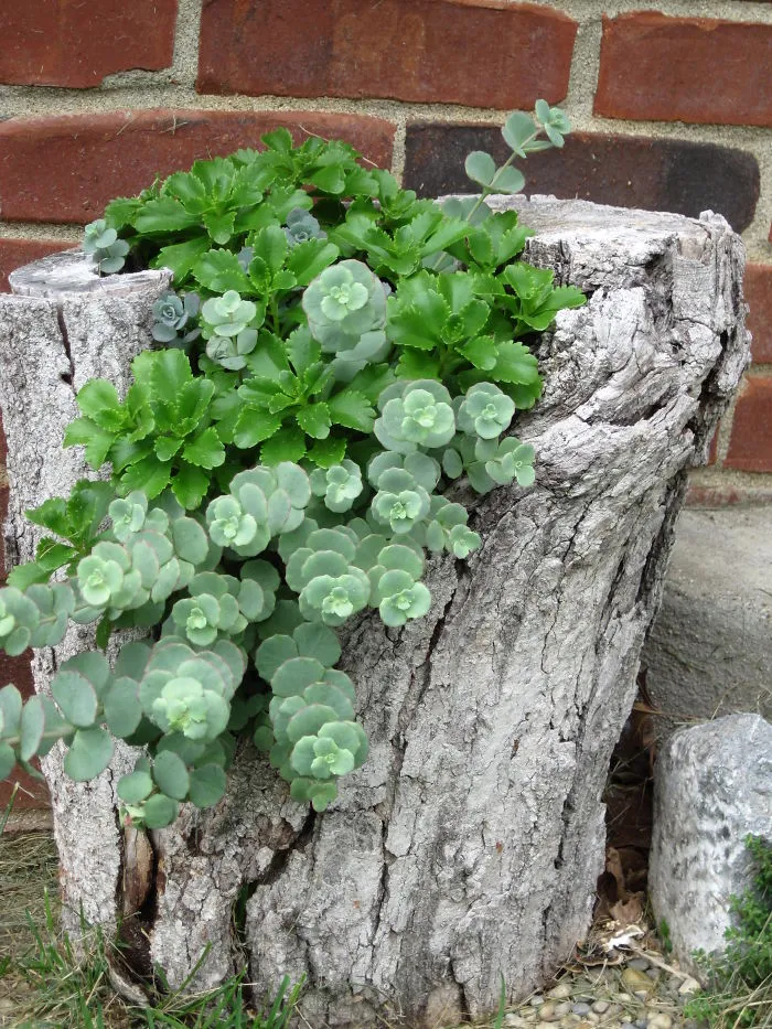 Tree Stump Garden