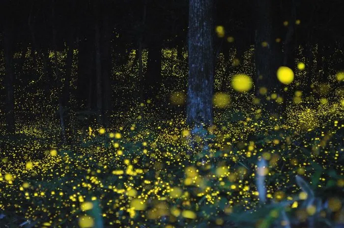Firefly Forest In Chugoku Region, Japan.