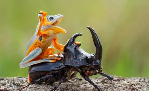 Is The Frog Having Fun??or Do You Think He Is Distressed?