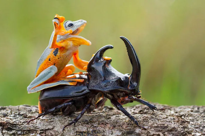 Is The Frog Having Fun??or Do You Think He Is Distressed?