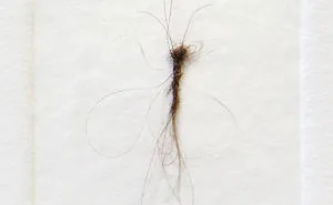 New Biodiversity In My Washing Machine
