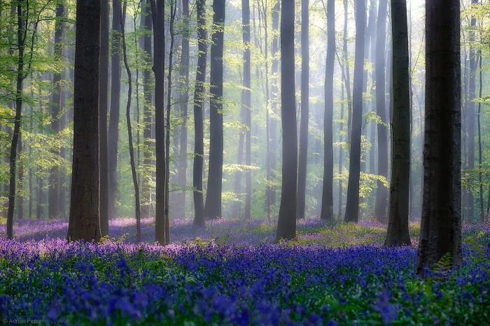 Hallerbos, Belgium
