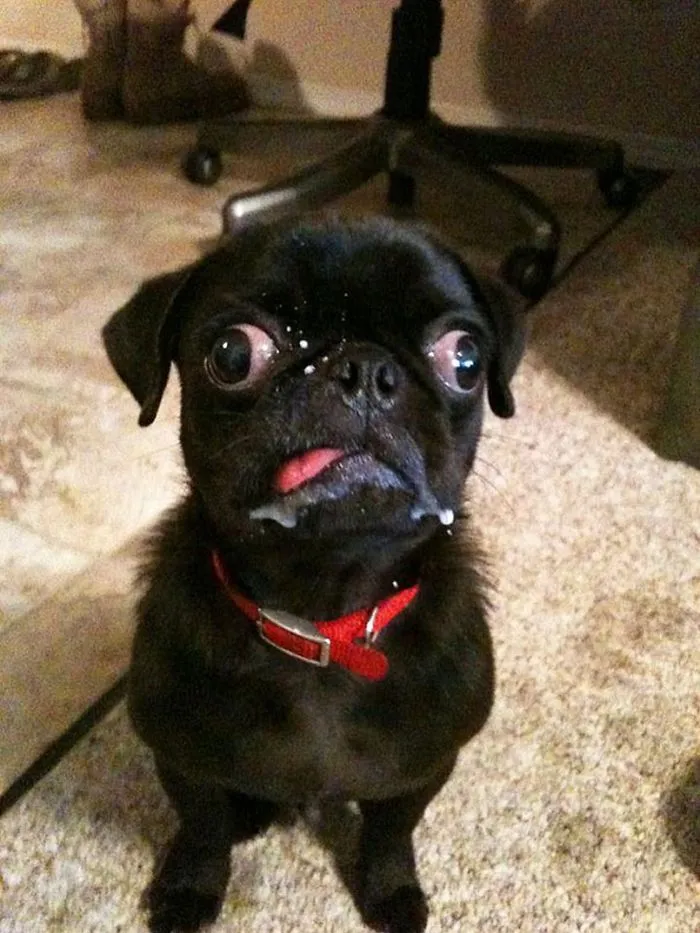 91 Astonished Animals Who Are Freaked Out By What's Happening