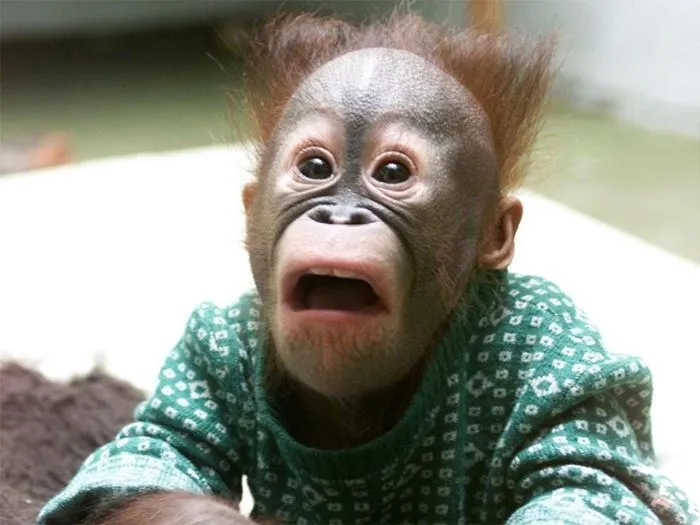 91 Astonished Animals Who Are Freaked Out By What's Happening