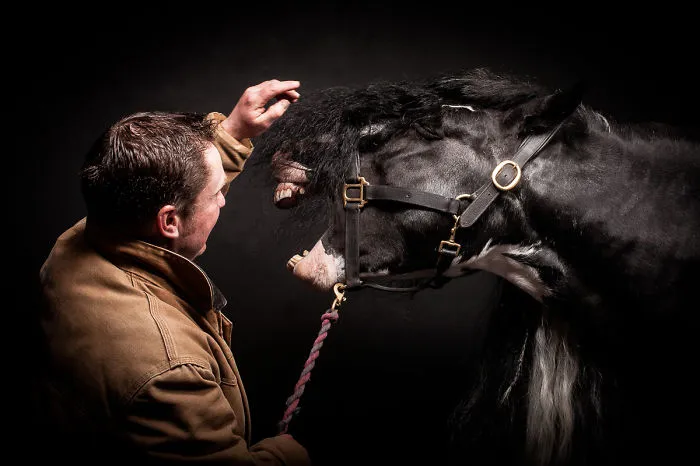 Equine Studies