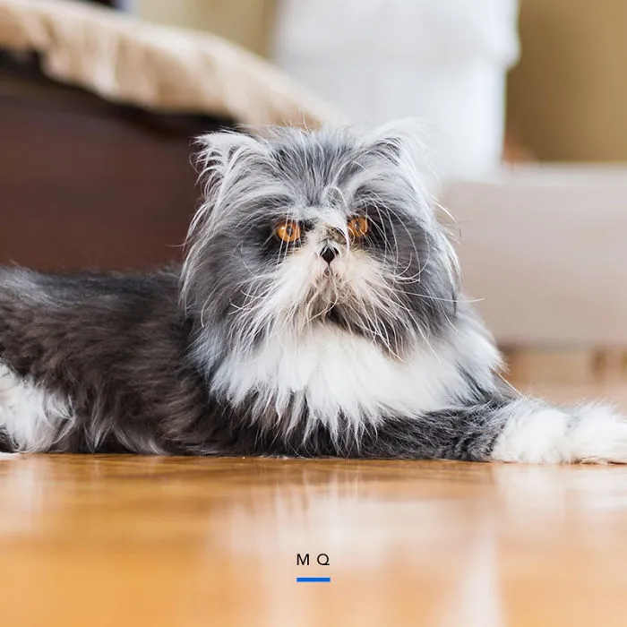 Meow Quarterly: A New Website Featuring Exclusive Pics Of Internet Famous Cats & Their Owners