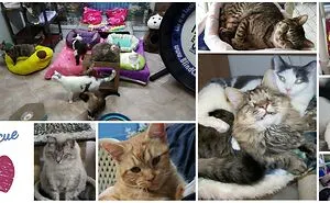 Blind Cat Rescue Tattoo Us Fund Raiser