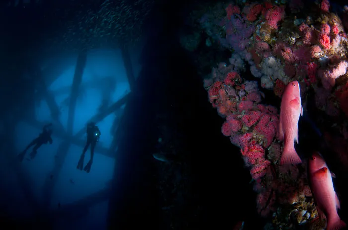 We Explore Life On Oil Platforms- Repurposing Natures Most Unlikely Silver Lining