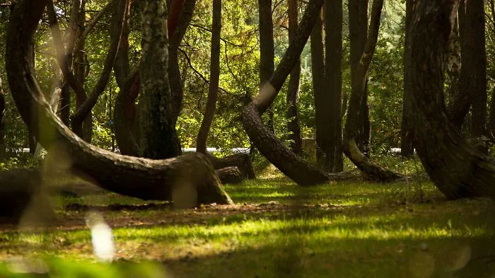 Crooked Forest - Krzywy Las, Poland