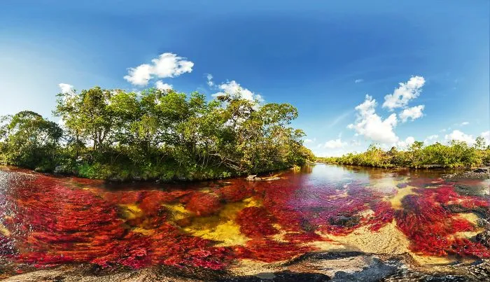 Caño Cristales  Five Colours River  At Serranía De La Macarena, Colombia