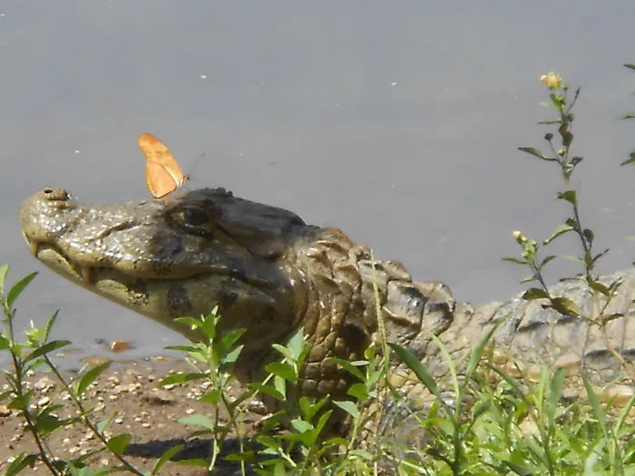 Crocodile resting by water with a butterfly perched on its snout, showcasing animals with butterflies in nature.