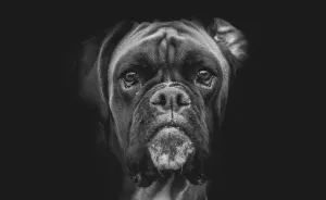 I Combined Love For Animals And Photography In These Pet Portraits