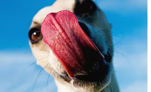 Yes, Its A Dog