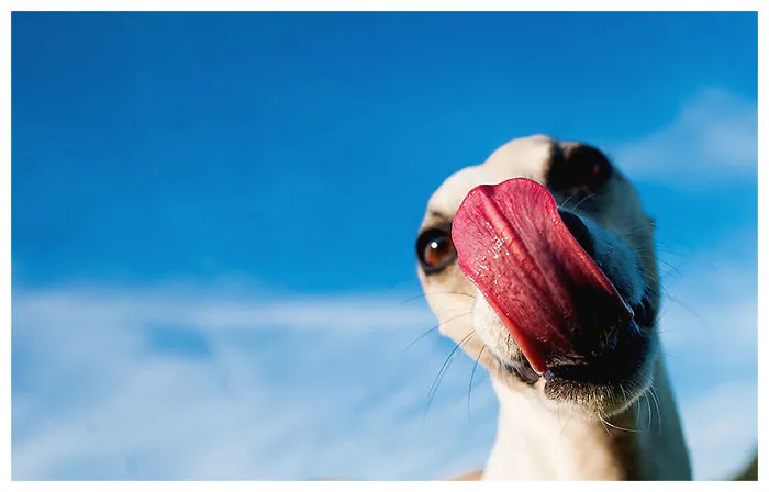 Yes, Its A Dog