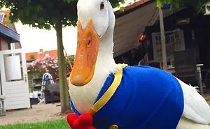 The Real Donald Duck