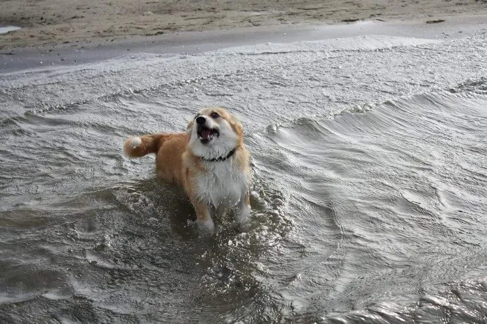 91 Astonished Animals Who Are Freaked Out By What's Happening