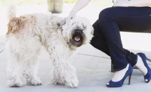 Fashion Blogger Raises Support For Animal Adoption
