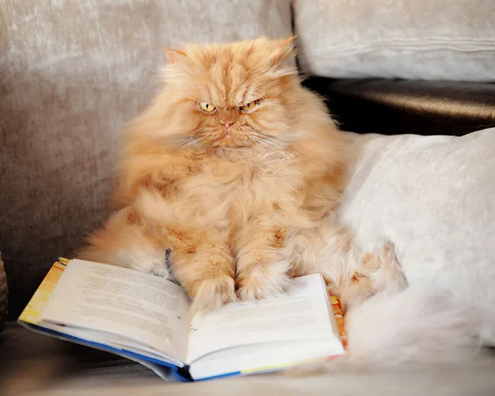Garfi, The World’s Angriest Pussy