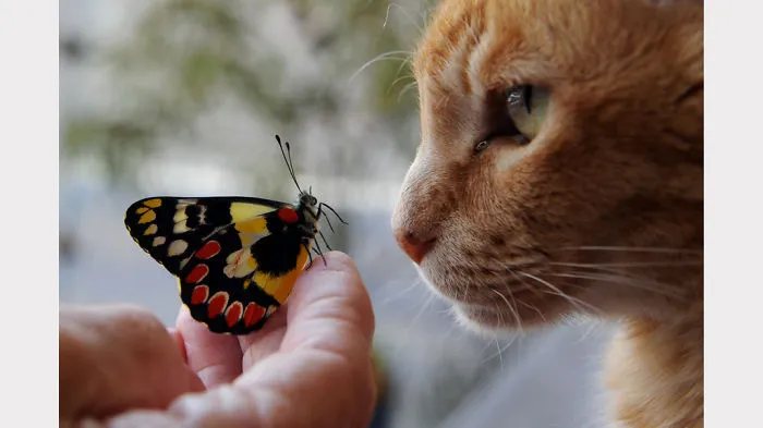 A colorful butterfly resting on a person's hand, closely facing an orange cat in a natural lighting setting.