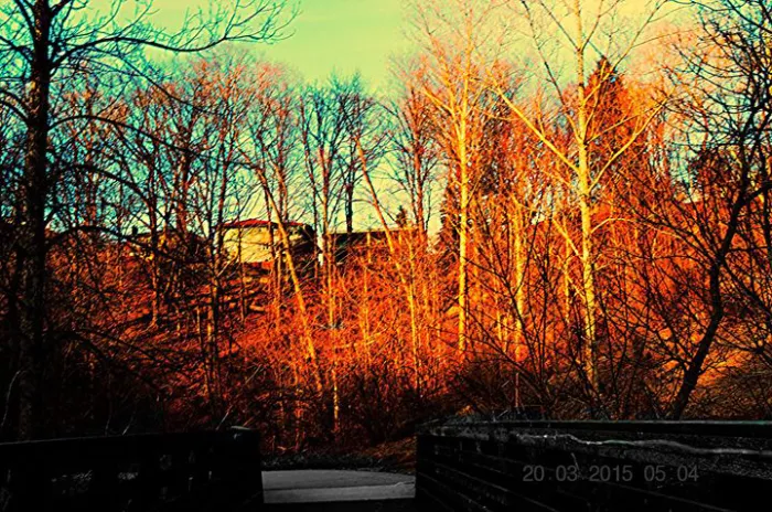 Color Trees