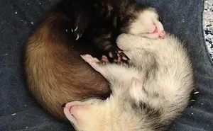 42 Funny Ferrets That Just Want To Play With You