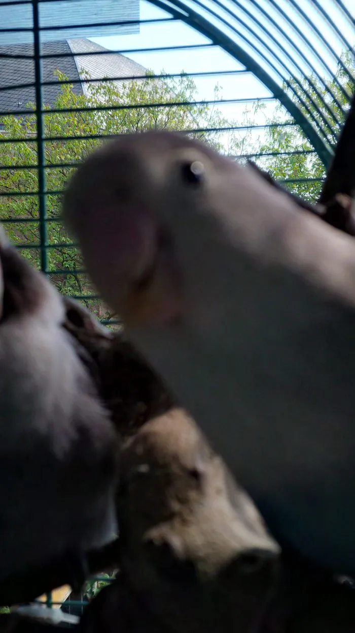 91 Astonished Animals Who Are Freaked Out By What's Happening