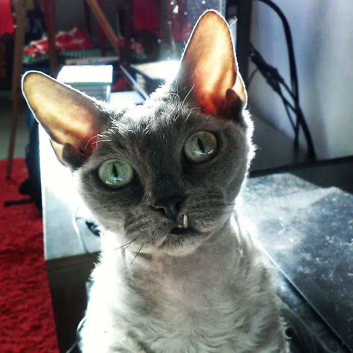 Meet Lucifer The Goblin Cat!