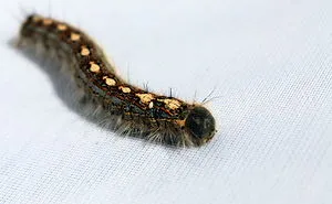 Cute Little Caterpillar