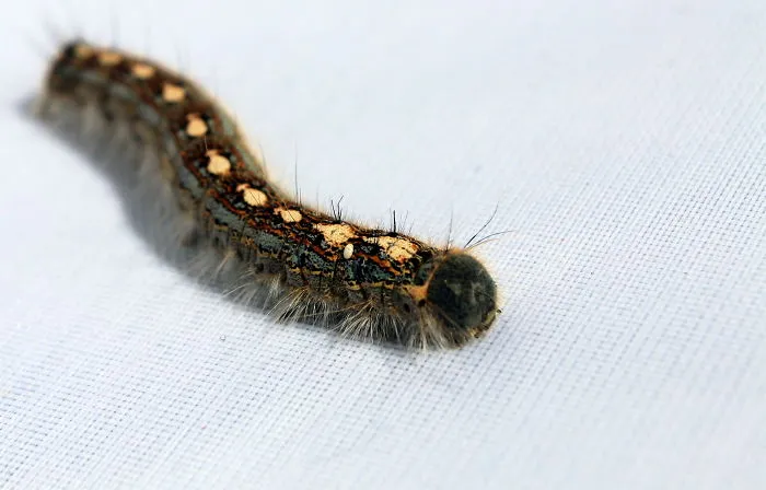 Cute Little Caterpillar