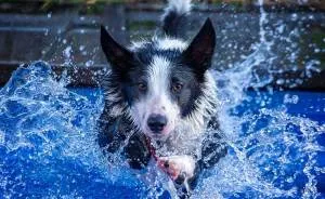 I Photograph My Young Border Collie Playing In The Water