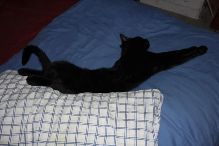 Khan My Sable Burmese In Hilarious Sleeping Poses And Adorable Deliberate Poses (camera Ham)