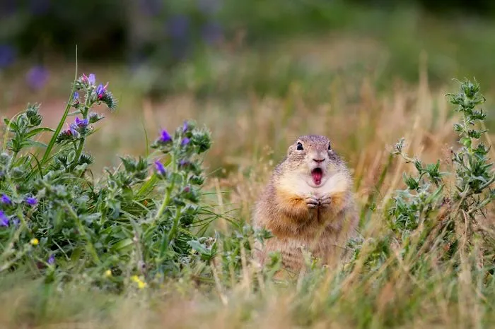 91 Astonished Animals Who Are Freaked Out By What's Happening