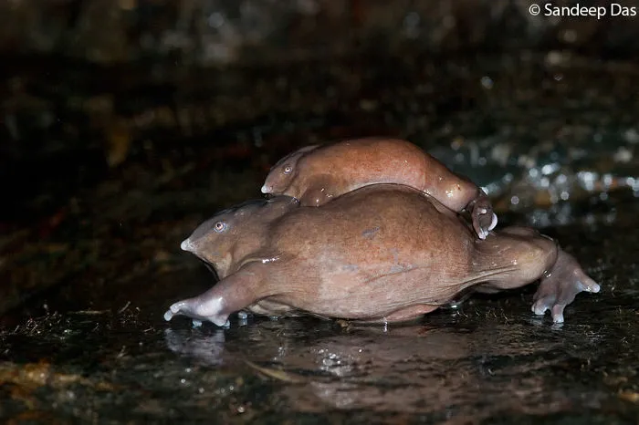 Purple Frog Amplexus