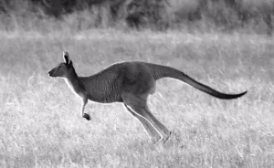 Nature In Black And White